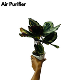 Calathea Illustris - Live Plant (Home & Garden)